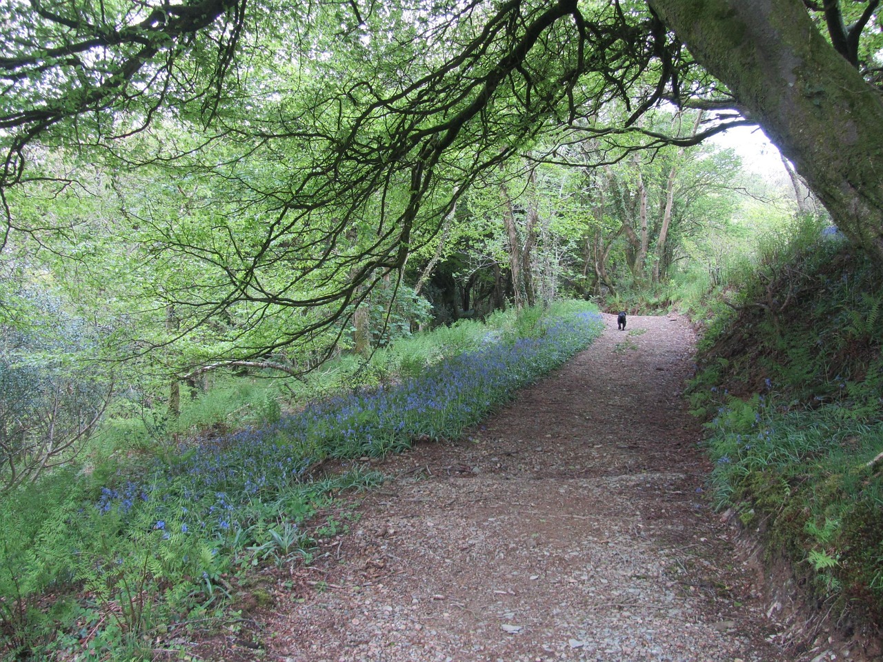 Dogs on the Fells: A Practical Guide to Walking Your Dog in the National Parks